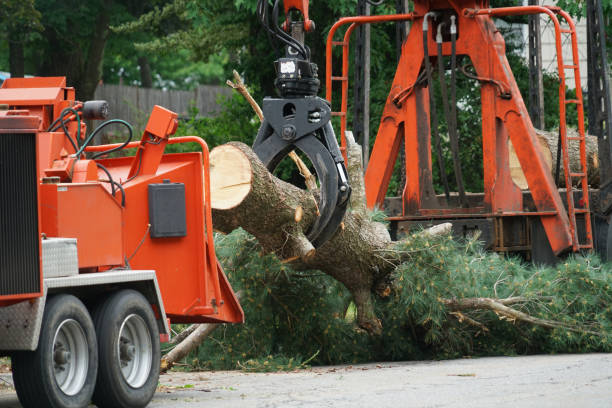 Best Affordable Tree Service  in Sunset Beach, NC